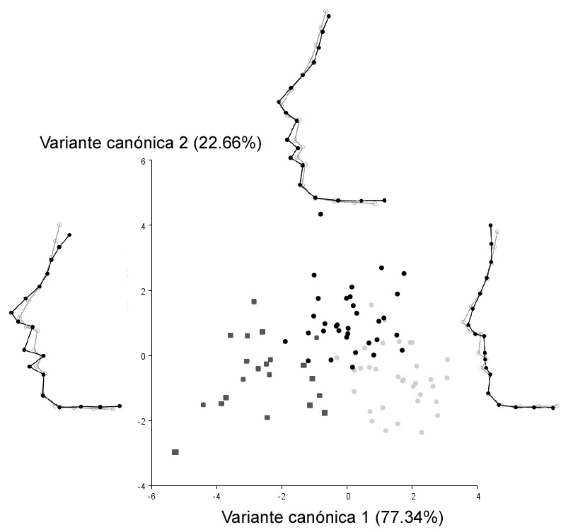 Análisis discriminante multigrupo  (análisis de variantes canónicas) según estatus social (puntos  en gris claro: Neferhotep y su familia, cuadrados en gris oscuro:  elite tebana, puntos negros: servidores).